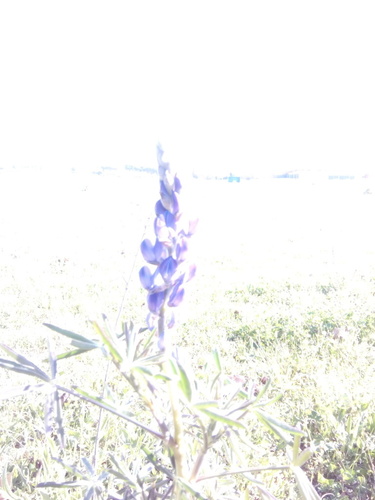 Lupinus - Photo (c) entornnaturalgirona, some rights reserved (CC BY-NC)