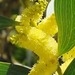 Acacia longifolia - Photo (c) Juan Carlos, some rights reserved (CC BY), uploaded by Juan Carlos