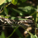 Caelifera - Photo 
Francisco Welter-Schultes, no known copyright restrictions (public domain)