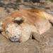 Wild Boar - Photo (c) Basile Morin, some rights reserved (CC BY-SA)