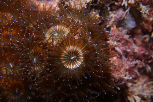 Oulastrea - Photo (c) oriol_d, all rights reserved