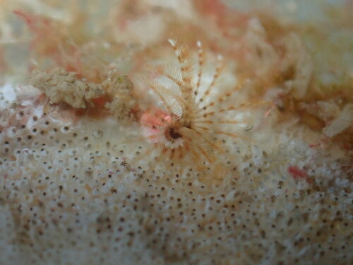 Christmas Tree Worms