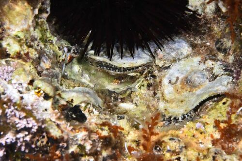 Anomia ephippium - Photo (c) xavi salvador costa, all rights reserved
