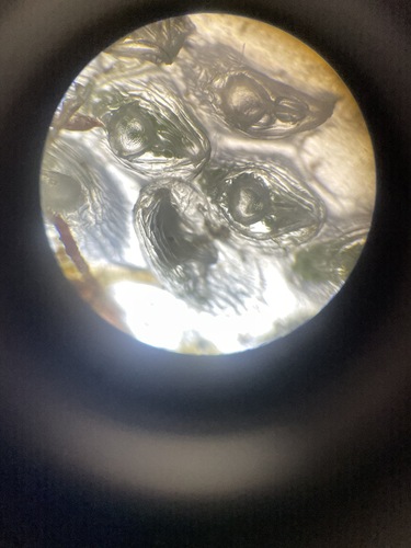 Gastropoda