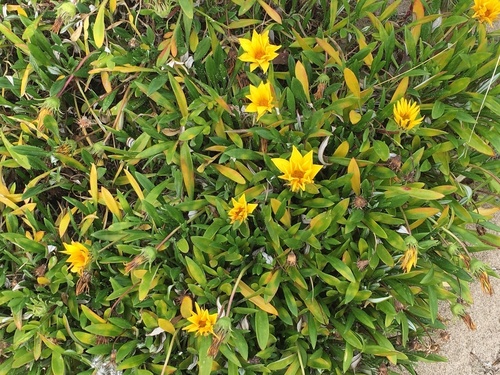 Trailing Treasureflower - Photo (c) Andrea Comaposada, some rights reserved (CC BY-NC)