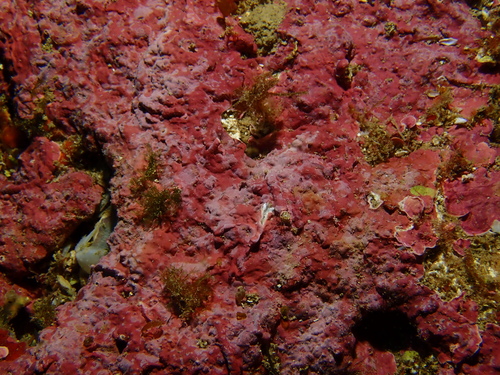 Mesophyllum alternans - Photo (c) Guillermo Alvarez Lerma, some rights reserved (CC BY-NC)