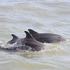 Danube Delta Open Living Lab icon