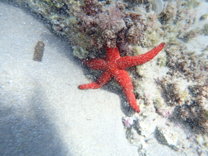 iescandelera