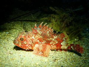 peixderoca24